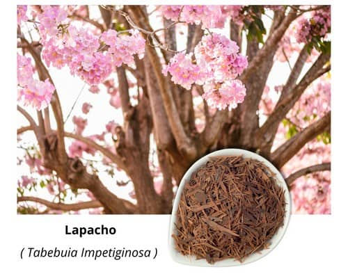 lapacho terapeutický čaj